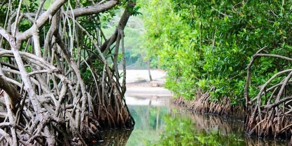Mangrove Forest - Boquilla 1