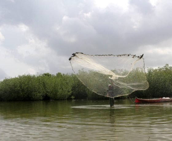 Mangrove Forest - Boquilla 1