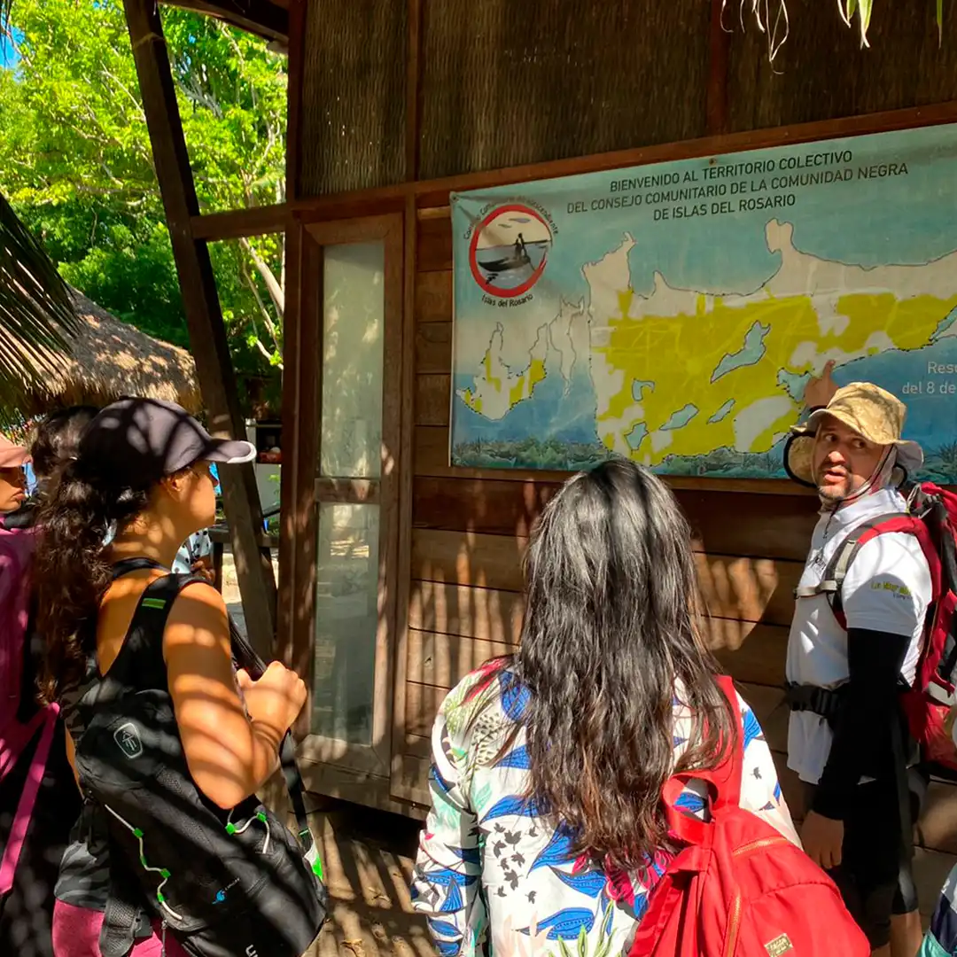 Mangrove Forest - Boquilla 1