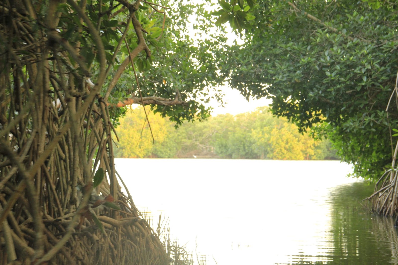 Mangrove Forest - Boquilla 10