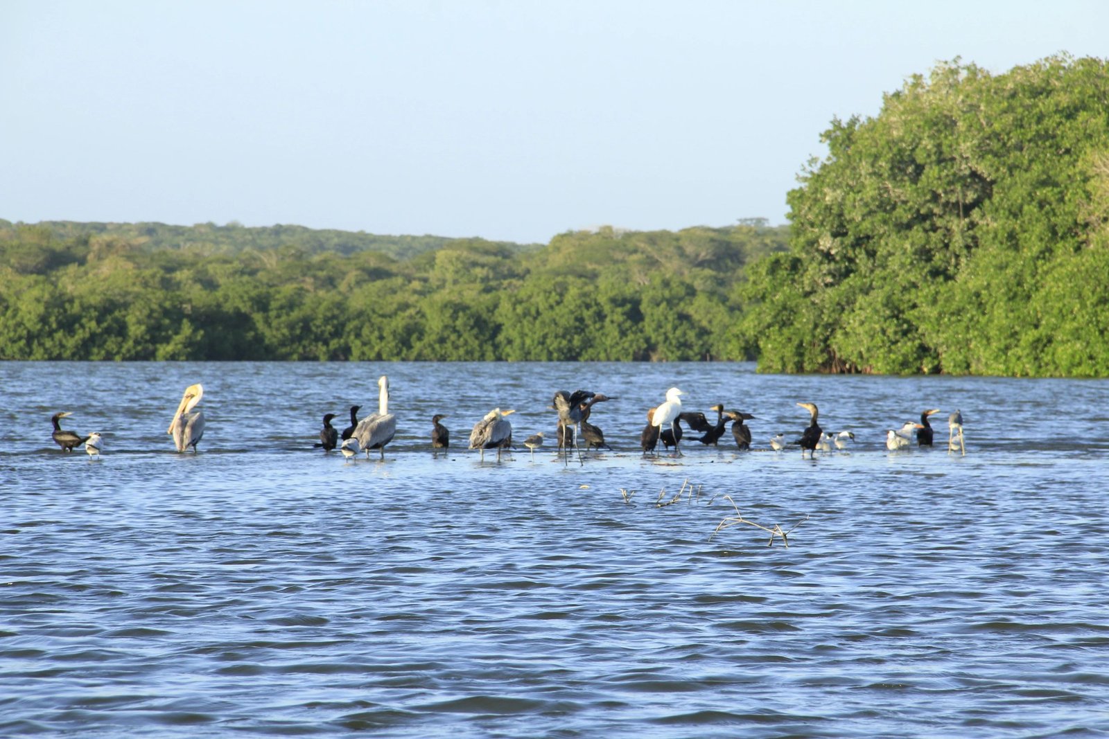 Mangrove Forest - Boquilla 11