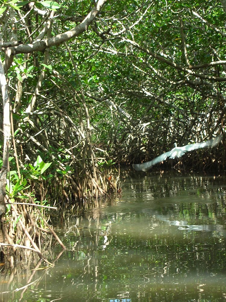 Mangrove Forest - Boquilla 11