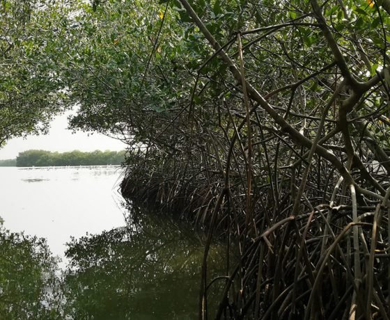 Mangrove Forest - Boquilla 12