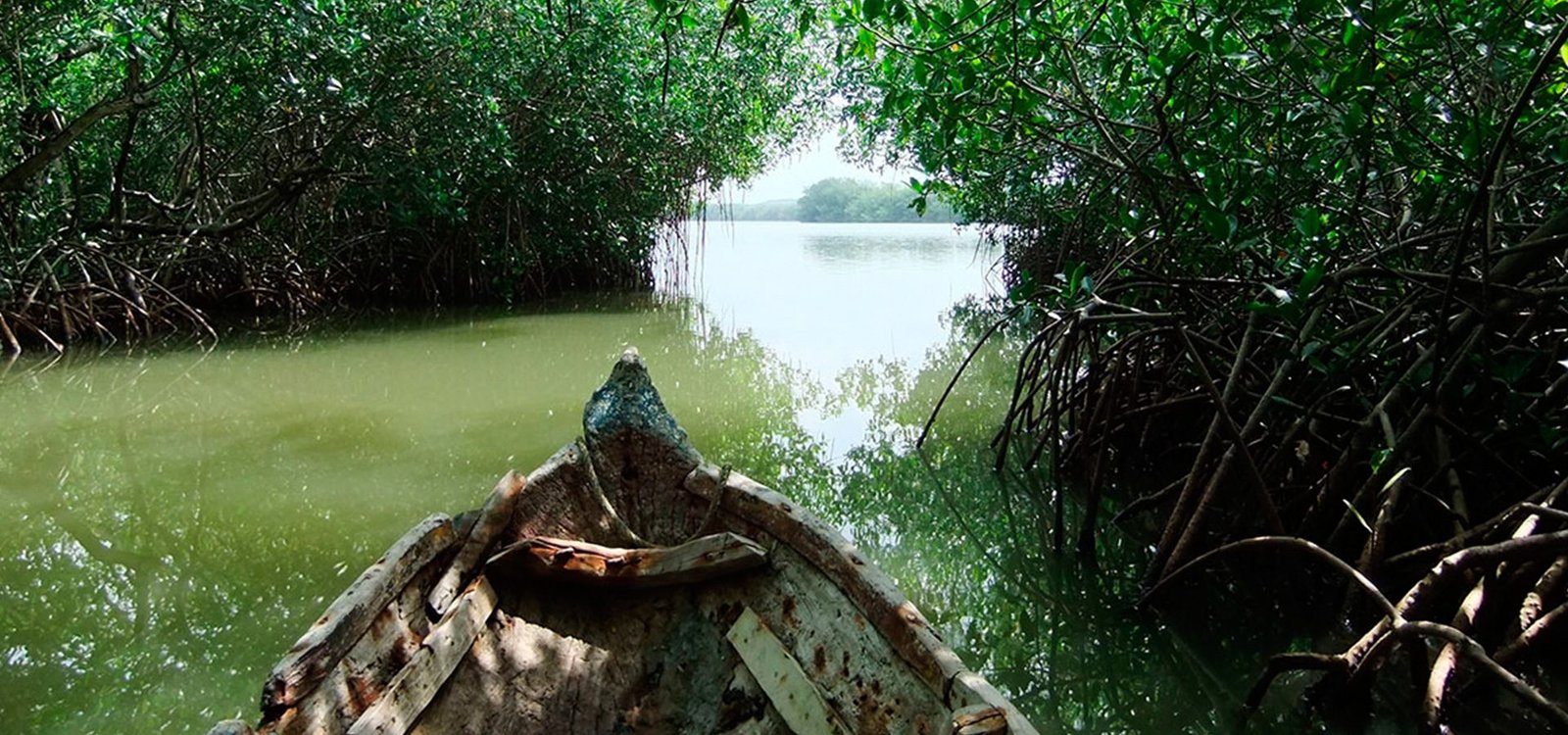 Mangrove Forest - Boquilla 2