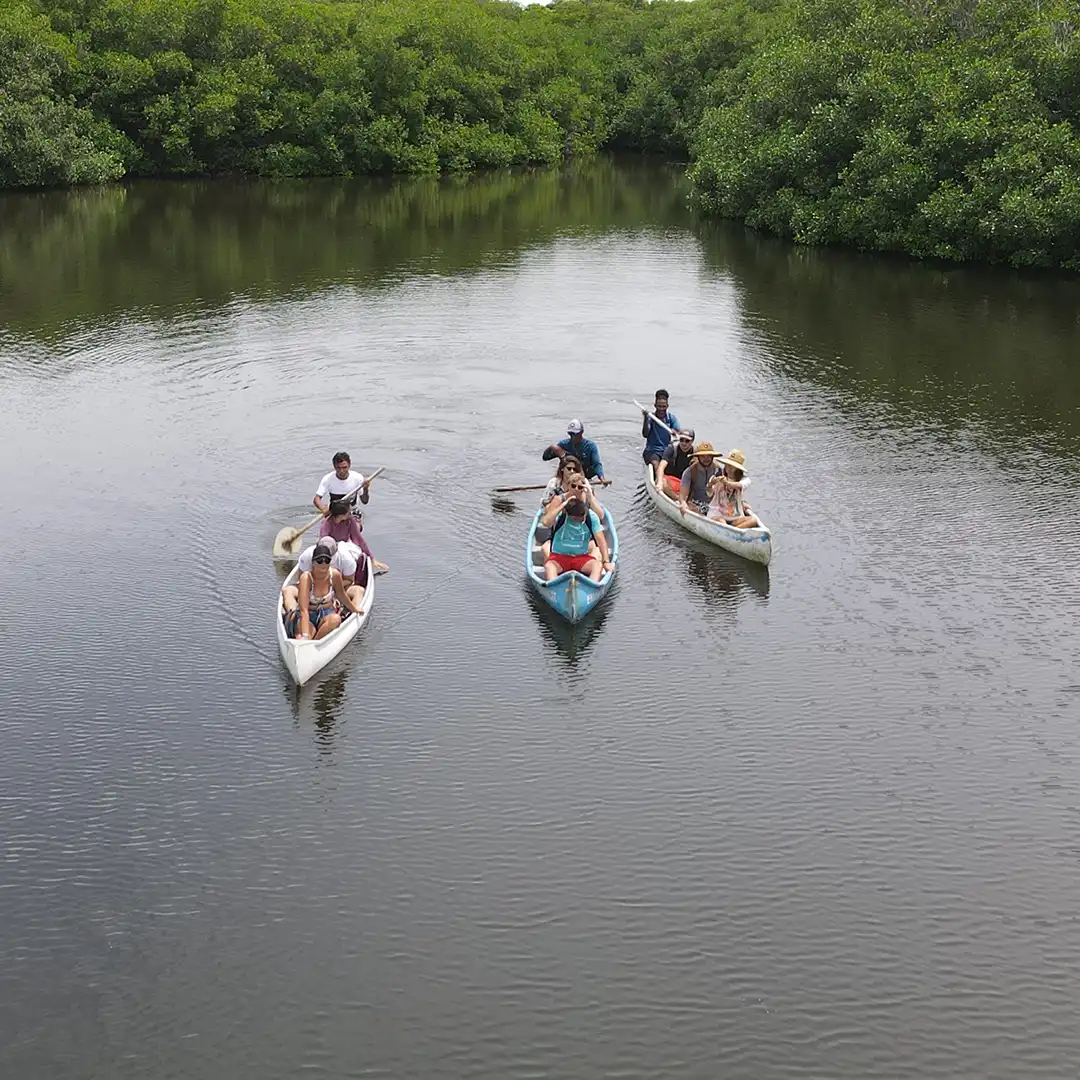 Mangrove Forest - Boquilla 2