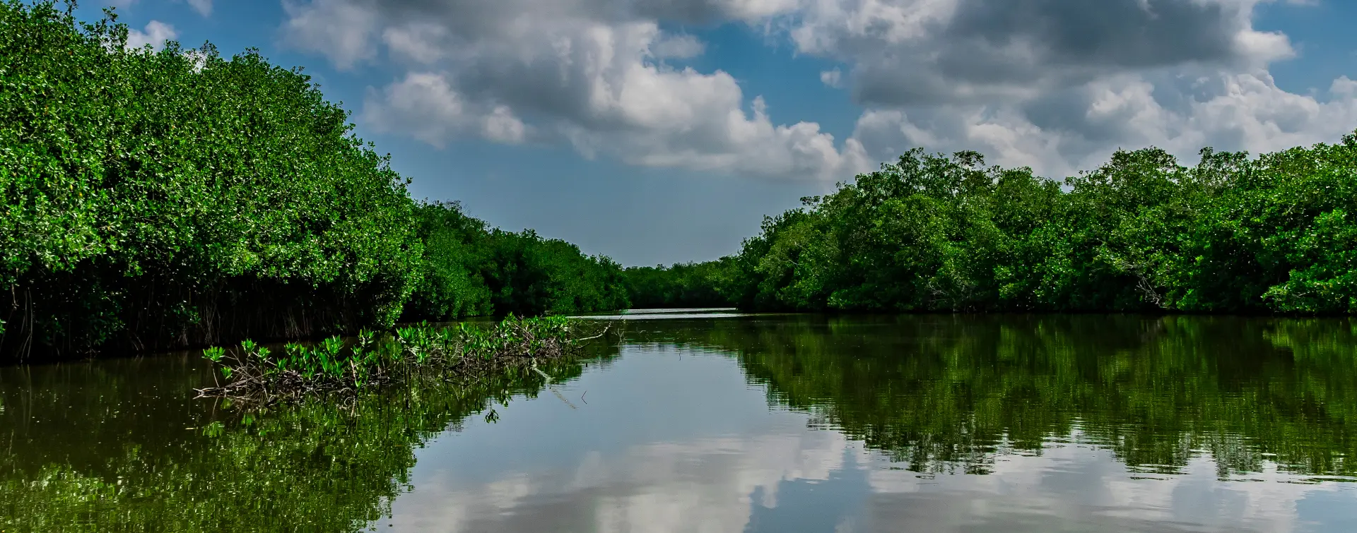 Mangrove Forest - Boquilla 3