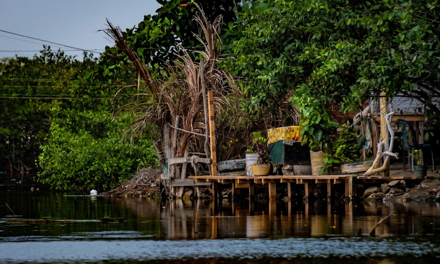 Mangrove Forest - Boquilla 4