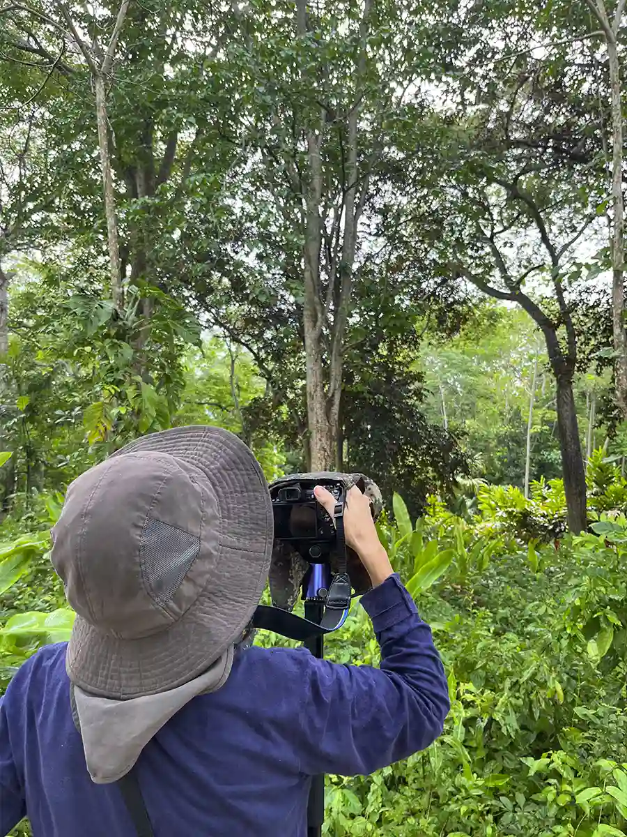 Mangrove Forest - Boquilla 4