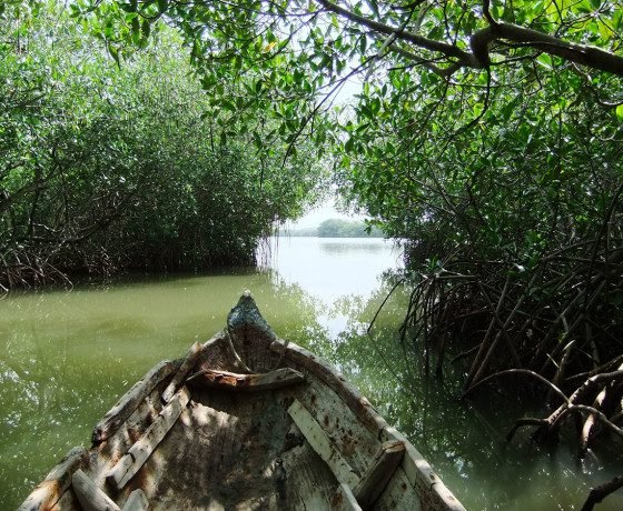 Mangrove Forest - Boquilla 5