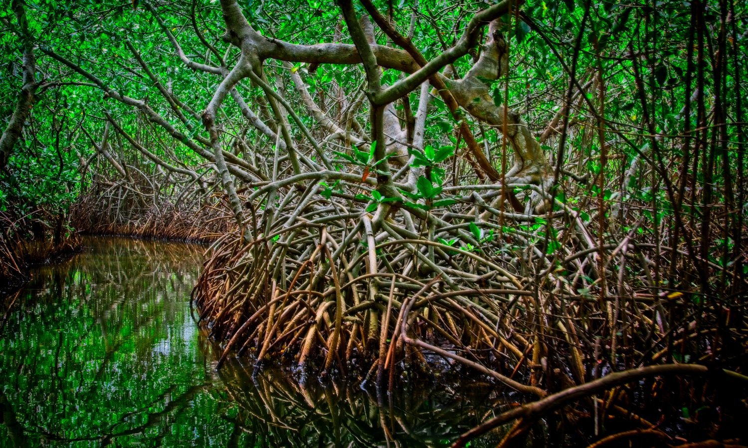 Mangrove Forest - Boquilla 6