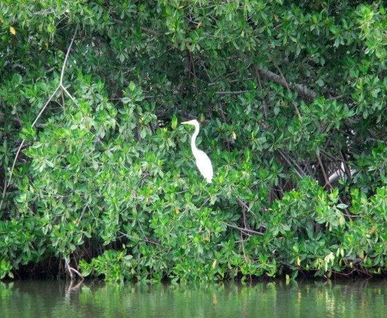 Mangrove Forest - Boquilla 7