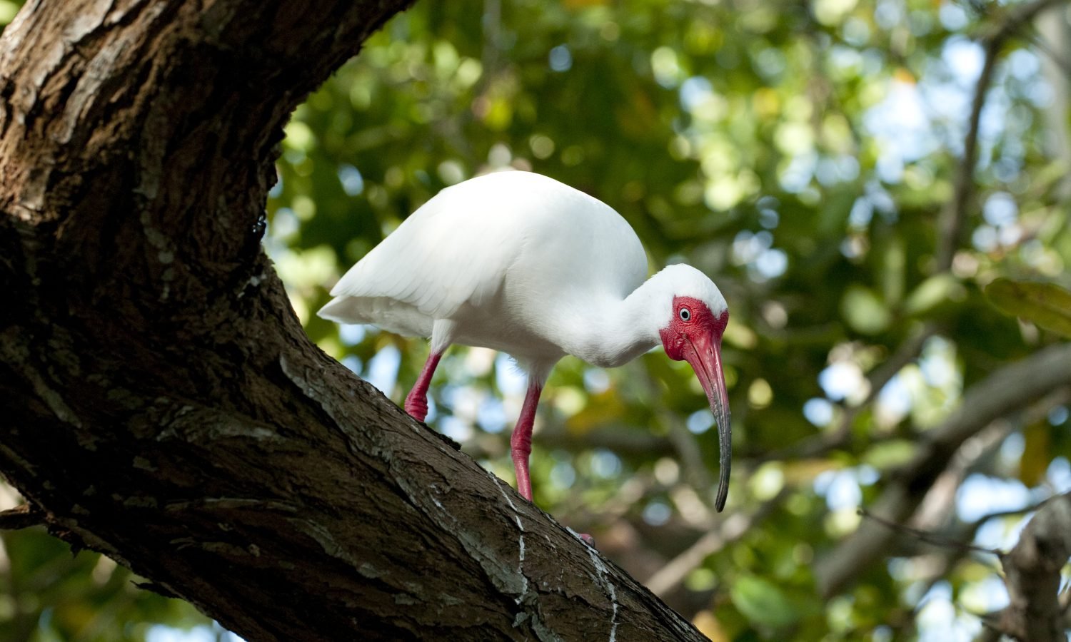 Mangrove Forest - Boquilla 8